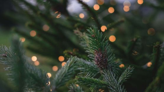 Best Christmas Walks around Historic Houses in the UK